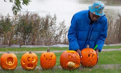 A man in a blue coat adds a jack-o-lantern to a line of carved pumpkins