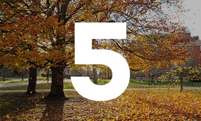 The number 5 on a background of fall leaves