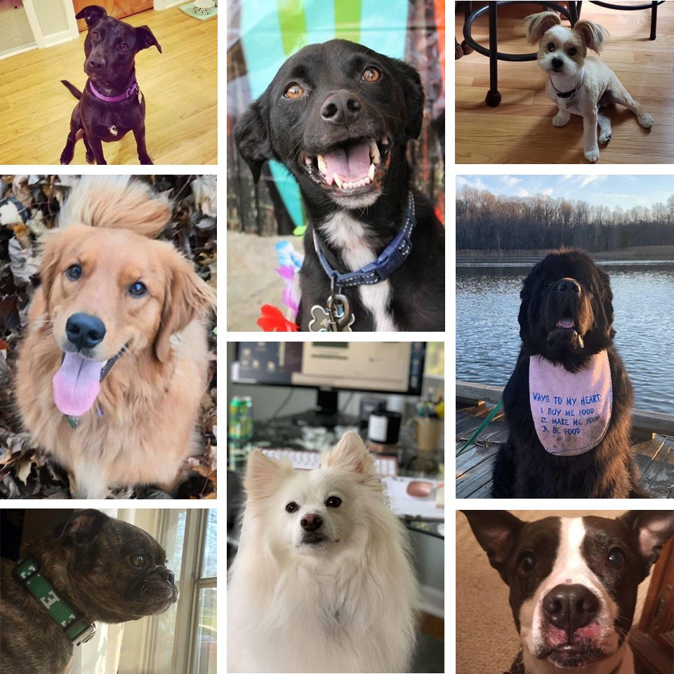Wellness Woof dog photo collage