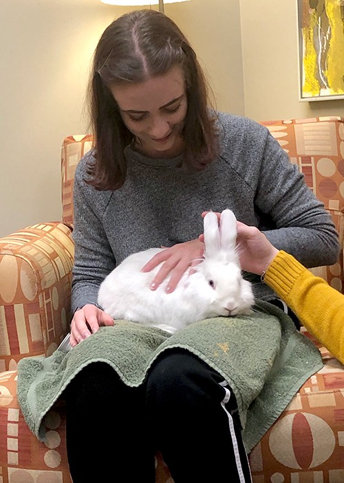 A student petting a white rabbit.