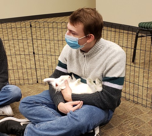 A student wearing a mask and holding a furry white therapy rabbit